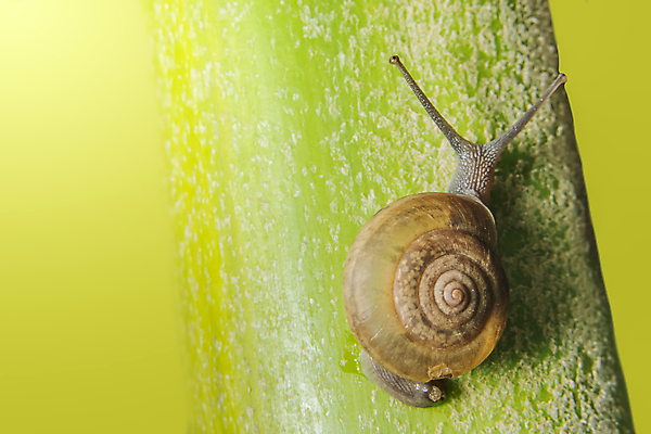 포토 JPG 해외이미지 식물 한마리 실내 사람없음 오르기 기어가기 초록배경 해외포토 1 백그라운드 모션 내부 초록색 파일형식 이미지허브