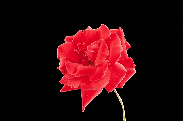 포토 JPG 해외이미지 식물 계절 꽃잎 꽃 줄기 결혼 백그라운드 자연 기념 발렌타인데이 선물 사랑 사람없음 빨간색 초록색 컬러풀 장미 검은색 벚꽃 축하 신선 생일 꽃집 순수 묘사 고립 해외포토 기념일 감정 컬러 컨셉 데이이벤트 이벤트 상점 생태계 파일형식 이미지허브