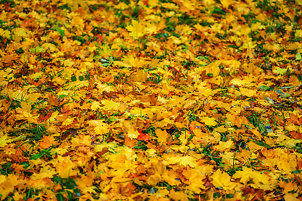 포토 JPG 해외이미지 계절 공원 백그라운드 단풍 잎 패턴 오렌지 자연 벽지 바닥 사람없음 야외 초록색 컬러풀 갈색 산책 습기 젖음 가을 황금 닫기 떨어짐 소프트포커스 숲 9월 11월 땅 아래 지역 10월 내추럴 깊이 땅바닥 섞기 옛날 혼란 많음 해외포토 식물 공공시설 컬러 컨셉 무늬 과일 모션 휴식 촬영기법 날짜 방향 생태계 위치 파일형식 이미지허브