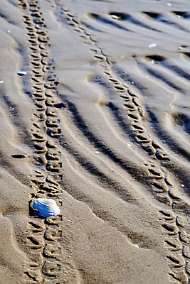 포토 JPG 해외이미지 디자인 선 모래 바다 여행 백그라운드 패턴 자연 휴가 조개 해변 사람없음 야외 물 햇빛 갈색 맑음 침묵 껍질 소라 썰물 오브젝트 질감 트랙 해외포토 자연요소 컬러 무늬 날씨 어패류 태양 소리 생태계 파일형식 이미지허브