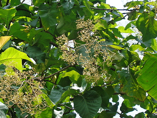 포토 JPG 해외이미지 나무 식물 계절 공원 여행 백그라운드 잎 패턴 자연 벽지 하늘 추상 건강 동양인 풍경 사람없음 야외 목재 장식 초록색 빛 컬러풀 햇빛 환경 정원 일몰 봄 시골 신선 닫기 숲 묘사 유기농 질감 장면 발효 내추럴 해외포토 웰빙 공공시설 컬러 무늬 재료 모션 인종 태양 노을 생태계 파일형식 이미지허브