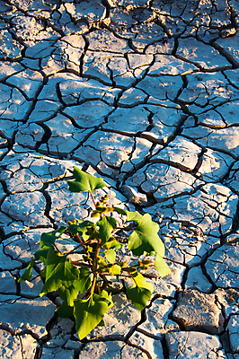 포토 JPG 해외이미지 공원 지구 여행 백그라운드 자연 하늘 표면 산 멕시코 건조 숙이기 풍경 사람없음 물 강 산타클로스 갈색 환경 골짜기 미국 흙 사막 뜨거움 균열 큼 땅 질감 먼지 점토 지역 진흙 가뭄 층 내추럴 땅바닥 전국 텍사스 해외포토 자연요소 공공시설 컬러 포즈 크리스마스 북아메리카 모션 날씨 바닥 크기 생태계 파일형식 이미지허브