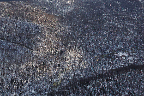 포토 JPG 해외이미지 나무 계절 공원 길 백그라운드 겨울 자연 날씨 안테나 핀란드 풍경 사람없음 야외 파란색 빛 냉동 얼음 추위 흰색 시골 소나무 황무지 숲 시원함 가루 서리 지역 침엽수 전나무 1월 2월 벌거벗은 스칸디나비아 가문비나무 해외포토 자연요소 식물 공공시설 컬러 통신 북유럽 날짜 생태계 파일형식 이미지허브