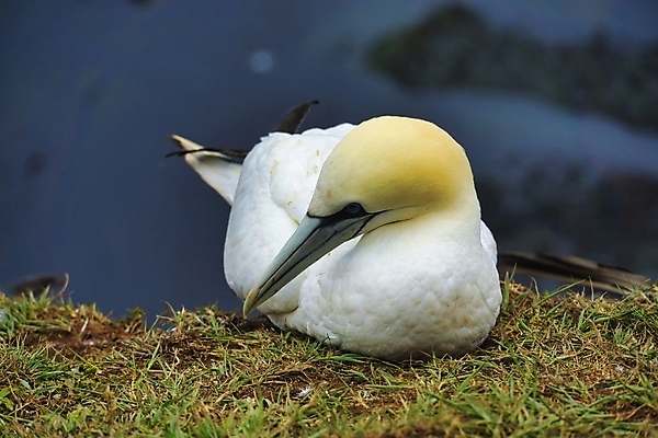 포토 JPG 해외이미지 동물 커플 야생동물 바다 자연 조류 풍경 사람없음 야외 물 여름 노란색 맑음 흰색 둥지 북쪽 내추럴 식민지 해외포토 자연요소 계절 컬러 관계 날씨 방향 생태계 파일형식 이미지허브