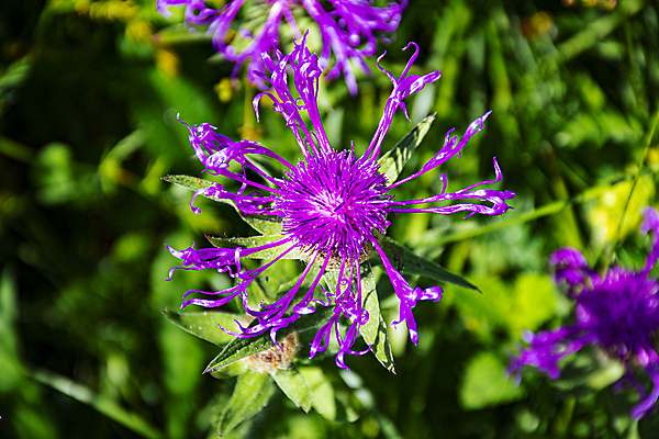 포토 JPG 해외이미지 식물 꽃잎 꽃 줄기 분홍색 잎 꽃무늬 자연 추상 친절 국화 사랑 사람없음 초록색 물 햇빛 태양 머리 평화 정원 보라색 이탈리아 등산 기쁨 들꽃 성장 불안 제비꽃 알프스 고립 수레국화 해외포토 자연요소 감정 유럽 컬러 컨셉 무늬 신체부위 트래킹 생태계 파일형식 이미지허브