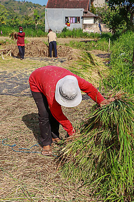 포토 JPG 해외이미지 식물 전통 계절 여자 행복 아시아 문화 음식 여행 백그라운드 농업 자연 밥 노동자 한명 미소 사람 동양인 풍경 성인 야외 초록색 여름 농작물 농장 농경지 노란색 수확 시골 작업 원주민 농부 인도인 발리 인도네시아 내추럴 논밭 밭일 해외포토 외국인 직업 1 감정 나라 산업 컬러 섬 밭 논 표정 인종 아프리카인 생태계 파일형식 이미지허브