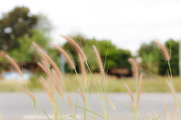 포토 JPG 해외이미지 나무 식물 구름 계절 꽃 백그라운드 컨셉 잎 밭 자연 하늘 건강 풍경 사람없음 야외 빨간색 초록색 여름 파란색 빛 햇빛 태양 노란색 일출 정원 보라색 일몰 봄 성장 가을 흰색 시골 땅 내추럴 고립 옛날 수평선 해외포토 자연요소 컬러 농업 노을 생태계 파일형식 이미지허브