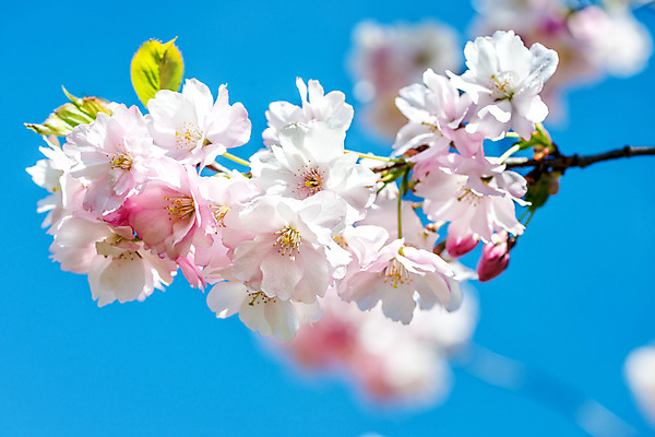 포토 JPG 해외이미지 나무 식물 디자인 계절 꽃 분홍색 백그라운드 꽃무늬 자연 사람없음 정원 일본 봄 벚꽃 흰색 나뭇가지 인사 개화 체리 해외포토 아시아 컬러 무늬 과일 예절 생태계 파일형식 이미지허브