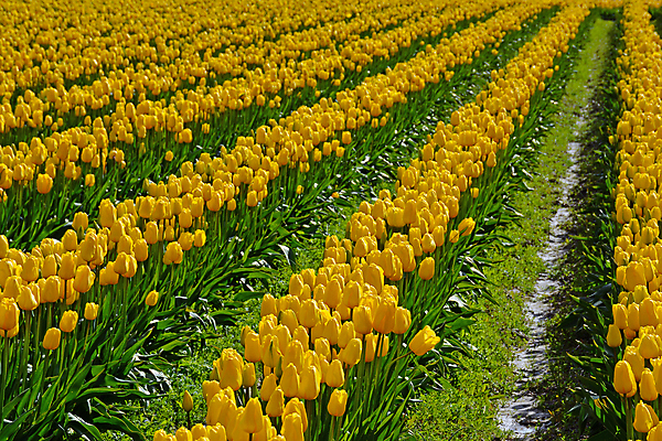 포토 JPG 해외이미지 계절 꽃잎 꽃 꽃무늬 밭 자연 사람없음 야외 노란색 정원 봄 튤립 벚꽃 개화 영원 해외포토 식물 컬러 무늬 농업 생태계 파일형식 이미지허브