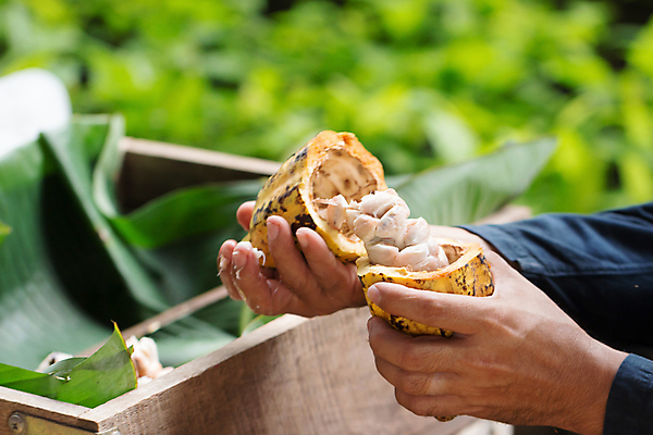 포토 JPG 해외이미지 식물 음식 백그라운드 재료 자연 디저트 콩 건강 씨앗 사람없음 쌓기 초콜릿 검은색 껍질 흰색 그룹 유기농 날것 코코아 흙더미 내추럴 카카오 해외포토 웰빙 음료 컬러 모션 곡류 흙 생태계 파일형식 더미 이미지허브
