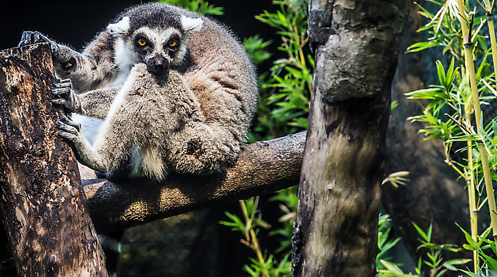 포토 JPG 해외이미지 나무 동물 응시 얼굴 야생동물 백그라운드 포유류 손가락 아프리카 자연 털 앉기 사람없음 검은색 줄무늬 회색 나뭇가지 원숭이 아기 반지 입 숲 모피 사파리 피부 꼬리 귀 솜털 경보 동물상 마다가스카르 스리랑카 여우원숭이 해외포토 식물 손 시선 나라 아시아 컬러 무늬 장신구 모션 사람 신체부위 조형물 생태계 파일형식 이미지허브