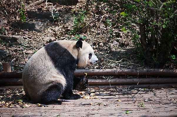 포토 JPG 해외이미지 동물 1 공원 아시아 야생동물 음식 여행 곰 포유류 자연 털 종류 동양인 사람없음 머리 맑음 검은색 중국 흰색 숲 큼 판다 먹기 대나무 육식동물 멸종 거인 동물상 해외포토 나무 공공시설 나라 컬러 모션 날씨 인종 신체부위 조형물 크기 생태계 파일형식 이미지허브