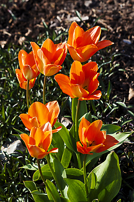 포토 JPG 해외이미지 식물 계절 꽃잎 꽃 백그라운드 잎 겨울 꽃무늬 전구 자연 종류 사람없음 야외 가로 빨간색 초록색 정원 봄 들꽃 튤립 성장 신선 개화 그룹 닫기 원예 1월 삼림지대 스노드롭 영원 해외포토 컬러 무늬 모션 취미 날짜 숲 생태계 파일형식 이미지허브