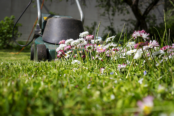 포토 JPG 해외이미지 식물 직업 계절 꽃 분홍색 컨셉 밭 자연 주택 잔디 사람없음 야외 초록색 정원 기계 봄 장비 성장 흰색 공구 업무 자르기 서비스 원예 조경 손질 유지 다듬기 돌봄 뒤뜰 땅바닥 원예사 커터 해외포토 컬러 농업 모션 바닥 취미 건물 도구 작업 생태계 파일형식 이미지허브