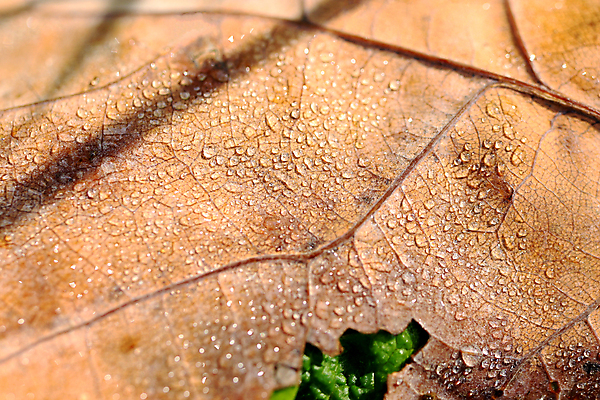 포토 JPG 해외이미지 식물 꽃 잎 자연 건조 사람없음 초록색 정원 봄 물방울 개화 이슬 해외포토 계절 컬러 생태계 파일형식 이미지허브
