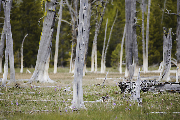 포토 JPG 해외이미지 나무 식물 계절 공원 여행 백그라운드 밭 자연 표면 날씨 추상 건조 국립공원 풍경 사람없음 야외 초록색 여름 환경 침묵 흰색 나뭇가지 시골 죽음 황무지 고독 숲 땅 질감 장면 내추럴 생태학 와이오밍 해외포토 공공시설 교육 감정 컬러 무늬 농업 소리 생태계 파일형식 이미지허브