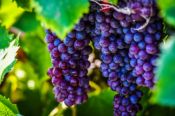 포토 JPG 해외이미지 식물 직업 계절 산업 음식 밭 농업 과일 포도 노동자 건조 종류 사람 사람없음 농장 농경지 계곡 견과류 수확 신선 업무 선택 아침식사 농부 종업원 팩 시민 건포도 밭일 이민 해외포토 이동 컨셉 식사 화장품 작업 건과일 국민 파일형식 이미지허브