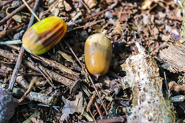 포토 JPG 해외이미지 나무 식물 계절 공원 지구 백그라운드 단풍 잎 패턴 자연 벽지 표면 씨앗 사람없음 야외 목재 초록색 갈색 환경 정원 어둠 고요 견과류 자유 수확 가을 신선 숲 땅 유기농 질감 도토리 내추럴 땅바닥 많음 해외포토 웰빙 공공시설 컬러 컨셉 무늬 농업 재료 바닥 생태계 파일형식 이미지허브
