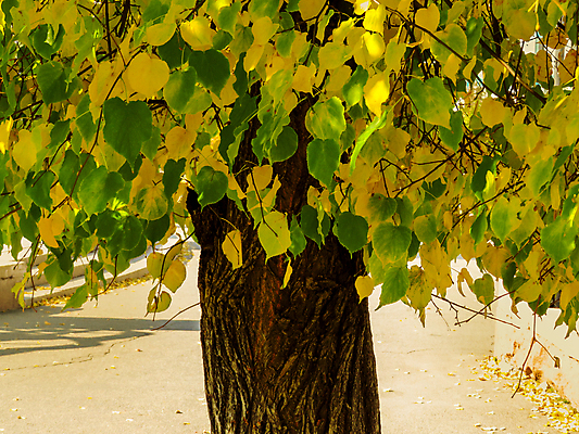 포토 JPG 해외이미지 나무 식물 계절 공원 백그라운드 잎 패턴 자연 추상 건조 사람없음 초록색 컬러풀 노란색 덮개 가을 황금 숲 9월 11월 질감 장면 10월 내추럴 해외포토 공공시설 컬러 무늬 뚜껑 날짜 생태계 파일형식 이미지허브