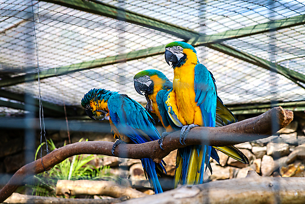 포토 JPG 해외이미지 동물 공원 야생동물 날개 자연 조류 동물원 종류 대화 사람없음 파란색 반려동물 컬러풀 노란색 놀람 활발 남아메리카 깃털 부리 앵무새 새장 에콰도르 멸종 내추럴 강렬 이국적 잉꼬 해외포토 공공시설 감정 컬러 컨셉 표정 말하기 아메리카 생태계 케이지 파일형식 이미지허브