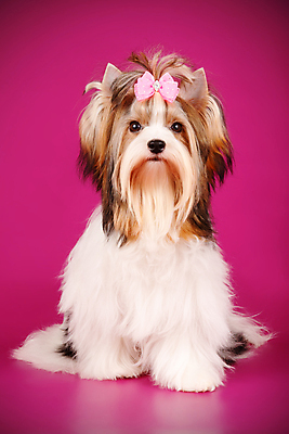 포토 JPG 해외이미지 나무 동물 1 행복 새끼 백그라운드 크리스마스 공 휴가 새로움 털 미소 사람없음 장식 빨간색 반려동물 산타클로스 귀여움 검은색 거울 흰색 개 달콤 강아지 작음 샴페인 요크셔테리어 테리어 연도 활 솜털 송곳니 기르기 비버 삼색 해외포토 식물 기념일 감정 컬러 컨셉 포유류 주류 표정 맛 치아 크기 돌봄 파일형식 이미지허브