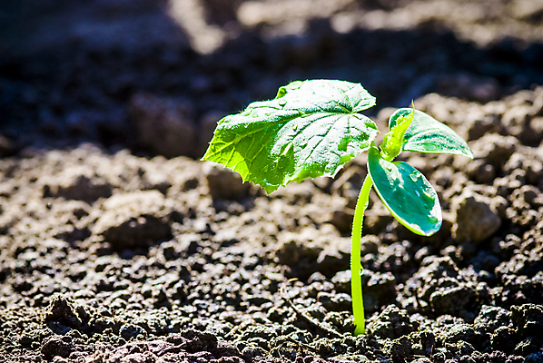 포토 JPG 해외이미지 식물 음식 잎 채소 자연 새로움 콩 씨앗 사람없음 초록색 여름 정원 흙 봄 성장 신선 유기농 원예 내추럴 달리기선수 모종 해외포토 웰빙 계절 컬러 컨셉 곡류 취미 생태계 육상선수 파일형식 이미지허브