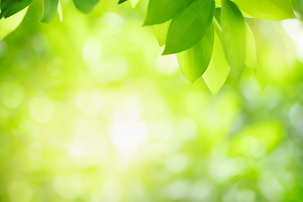 포토 JPG 해외이미지 나무 식물 계절 백그라운드 컨셉 잎 패턴 자연 벽지 추상 잔디 사람없음 초록색 여름 빛 컬러풀 햇빛 태양 우주 환경 정원 맑음 봄 성장 신선 숲 질감 보케 부드러움 내추럴 블러 생태학 지구의날 카피스페이스 그리너리 효과 해외포토 자연요소 교육 기념일 컬러 무늬 날씨 공백 감각 생태계 파일형식 트랜드컬러 이미지허브