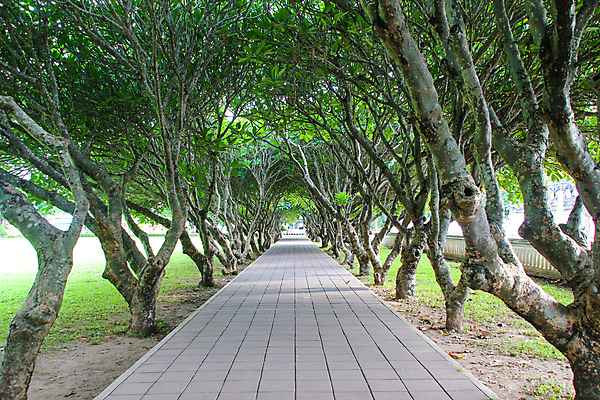 포토 JPG 해외이미지 나무 디자인 계절 공원 꽃 아시아 도로 여행 백그라운드 잎 태국 자연 풍경 사람없음 야외 목재 초록색 여름 빛 귀여움 환경 정원 봄 산책 나뭇가지 터널 숲 오솔길 비밀 즐거움 박물관 자연백그라운드 내추럴 방법 옛날 완벽 전국 환상 해외포토 식물 공공시설 감정 나라 길 컬러 컨셉 재료 교통시설 휴식 생태계 파일형식 이미지허브