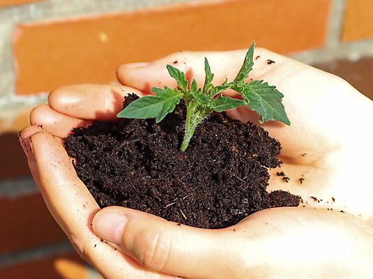 포토 JPG 해외이미지 주간 손 들기 야외 신체부위 새싹 흙 해외포토 자연요소 식물 모션 사람 파일형식 이미지허브