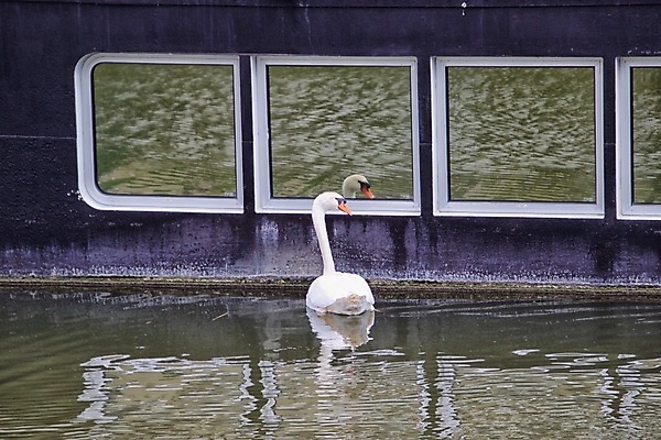 포토 JPG 해외이미지 동물 조류 사람없음 반사 보트 백조 운하 해외포토 배_교통 파일형식 이미지허브
