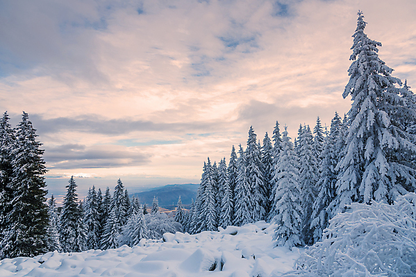 포토 JPG 해외이미지 나무 계절 공원 백그라운드 크리스마스 겨울 밭 자연 아침 휴식 산 파노라마 풍경 경사 사람없음 야외 목재 빛 컬러풀 햇빛 태양 노란색 일출 냉동 침묵 일몰 추위 흰색 나뭇가지 소나무 저녁 숲 서리 장면 북쪽 침엽수 전나무 불가리아 삼림지대 해외포토 주간 자연요소 식물 공공시설 기념일 컬러 컨셉 농업 재료 촬영기법 노을 소리 야간 방향 생태계 파일형식 남유럽 이미지허브
