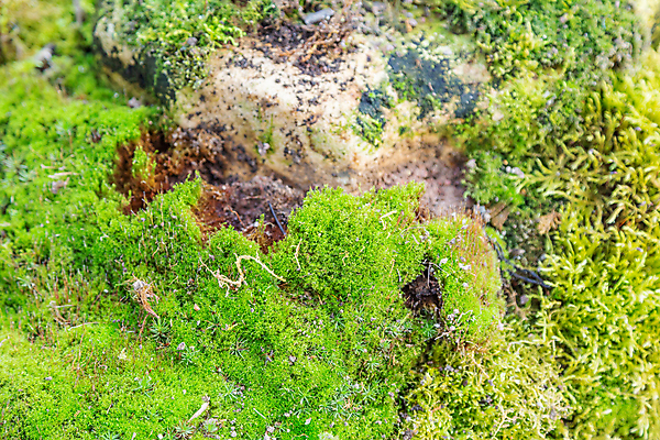 포토 JPG 해외이미지 식물 공원 백그라운드 자연 표면 이끼 풍경 사람없음 야외 초록색 컬러풀 닫기 숲 질감 내추럴 강렬 변소 해외포토 공공시설 컬러 모션 생태계 파일형식 이미지허브