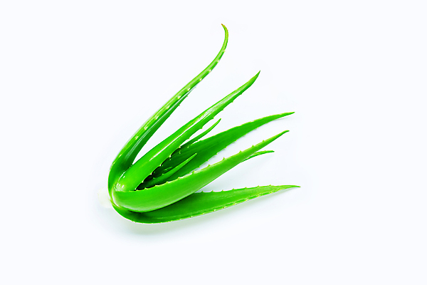 포토 JPG 해외이미지 스튜디오촬영 실내 사람없음 흰배경 알로에 해외포토 식물 백그라운드 내부 흰색 파일형식 이미지허브