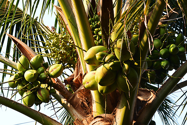 포토 JPG 해외이미지 음식 백그라운드 컨셉 재료 텍스트 유리 아이디어 건강 사람없음 목재 약 갈색 우주 숟가락 견과류 껍질 흰색 신선 항아리 맛 상쾌 유기농 아로마 슛 코코넛 섬유 내추럴 보충 단백질 돌봄 이국적 채식주의자 비건 해외포토 나무 웰빙 감정 컬러 과일 의학 모션 재질 수저 직물 도자기 채식 영양소 파일형식 이미지허브