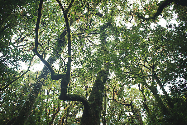 포토 JPG 해외이미지 나무 식물 계절 공원 백그라운드 잎 자연 하늘 풍경 사람없음 야외 목재 초록색 여름 햇빛 환경 맑음 어둠 봄 젖음 성장 신선 숲 신비 시원함 열대우림 명상 에코 유기농 각도 포도나무 상록수 내추럴 생태학 해외포토 웰빙 공공시설 교육 컬러 컨셉 재료 날씨 태양 과일나무 생태계 파일형식 이미지허브