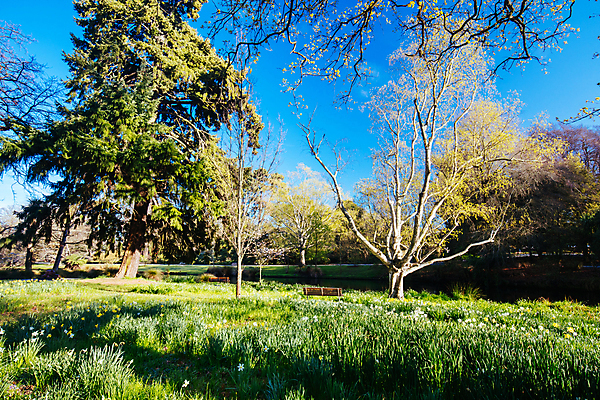 포토 JPG 해외이미지 식물 꽃 잎 꽃무늬 벤치 자연 사람없음 초록색 햇빛 정원 봄 벚꽃 원예 뉴질랜드 수선화 내추럴 온실 이국적 그리너리 해외포토 계절 컬러 무늬 의자 취미 태양 오세아니아 생태계 파일형식 트랜드컬러 이미지허브