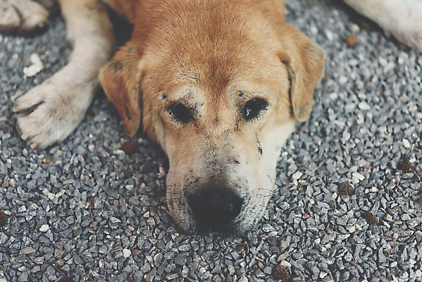 포토 JPG 해외이미지 동물 1 응시 공원 행복 도로 얼굴 백그라운드 태국 휴식 거리 사람없음 야외 반려동물 평화 검은색 젖음 슬픔 흰색 관찰 도시 개 강아지 고독 아스팔트 버리기 먼지 진흙 송곳니 노숙자 기르기 얇은 옛날 혼자 해외포토 시선 공공시설 감정 아시아 길 컬러 컨셉 포유류 교통시설 모션 신체부위 치아 돌봄 파일형식 이미지허브
