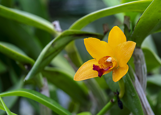포토 JPG 해외이미지 식물 꽃잎 꽃 줄기 백그라운드 잎 꽃무늬 패턴 오렌지 자연 씨앗 사람없음 빨간색 초록색 여름 컬러풀 노란색 정원 봄 벚꽃 신선 난초 황금 꽃집 원예 식물원 호접란 내추럴 꽃수술 스리랑카 온실 이국적 해외포토 계절 아시아 컬러 무늬 과일 취미 상점 생태계 파일형식 이미지허브