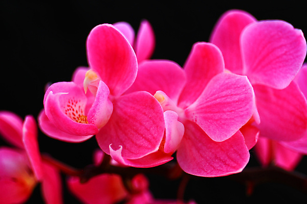 포토 JPG 해외이미지 식물 디자인 꽃잎 꽃 줄기 분홍색 백그라운드 잎 꽃무늬 자연 선물 사람없음 장식 초록색 보라색 검은색 벚꽃 흰색 나뭇가지 신선 개화 난초 우아함 닫기 제비꽃 호접란 강렬 고립 이국적 해외포토 나무 컬러 컨셉 무늬 모션 생태계 파일형식 이미지허브