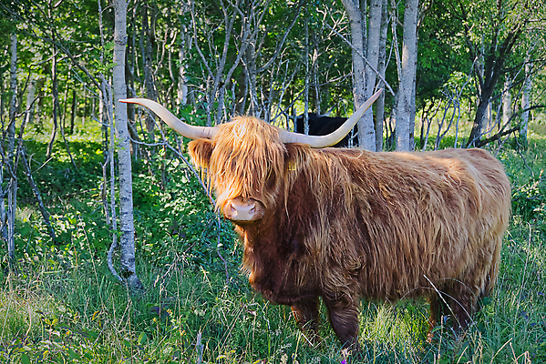 포토 JPG 해외이미지 동물 긴머리 얼굴 야생동물 밭 농업 포유류 자연 하늘 뿔 서기 풍경 사람없음 야외 빨간색 초록색 여름 햇빛 농장 갈색 머리 맑음 가축 시골 소 닫기 군중 요크셔테리어 황소 내추럴 산악지대 밭일 스코틀랜드 해외포토 헤어스타일 계절 산업 컬러 모션 날씨 영국 산 사람 신체부위 태양 테리어 생태계 파일형식 이미지허브