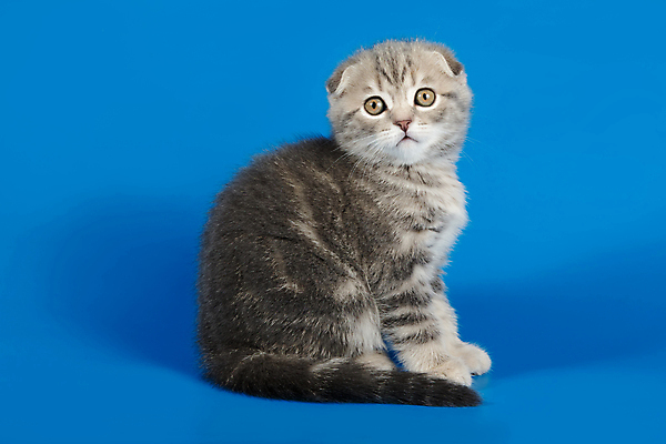 포토 JPG 해외이미지 한마리 응시 새끼 실내 앉기 사람없음 반려동물 귀여움 고양이 파란배경 스코티시폴드 반려묘 해외포토 동물 1 시선 백그라운드 컨셉 포유류 모션 내부 파란색 파일형식 이미지허브