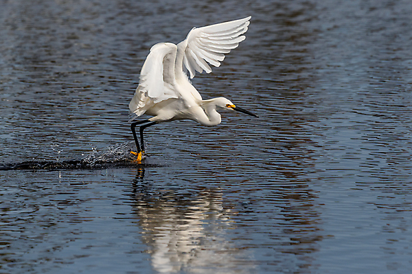 포토 JPG 해외이미지 동물 북아메리카 조류 사람없음 미국 플로리다 해외포토 아메리카 파일형식 이미지허브