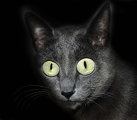 포토 JPG 해외이미지 동물 응시 백그라운드 장난 포유류 털 사람없음 초록색 파란색 반려동물 귀여움 검은색 회색 영혼 은색 신비 자르기 시력 육식동물 고립 동반자 러시아인 유래 버미즈 해외포토 서양인 시선 컬러 컨셉 모션 고양이 파일형식 이미지허브