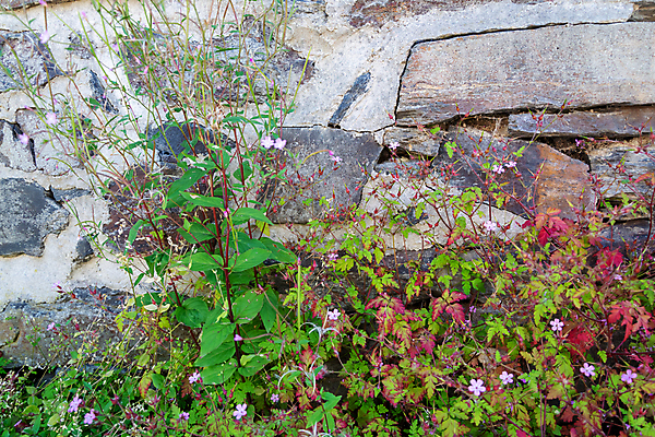 포토 JPG 해외이미지 식물 외관 꽃 벽 자연 휴식 주택 사람없음 야외 장식 초록색 햇빛 거친 중세 배열 원예 장면 내추럴 엘리먼트 옛날 해외포토 컬러 컨셉 취미 건물 태양 역사 생태계 파일형식 이미지허브