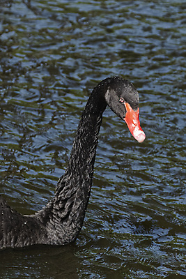 포토 JPG 해외이미지 동물 커플 공원 행복 호수 야생동물 백그라운드 컨셉 2 가족 자연 조류 사랑 사람없음 야외 빨간색 물 파란색 반사 평화 우주 맑음 검은색 수영 연못 작음 깃털 부리 백조 솜털 벙어리 웅장함 해외포토 자연요소 공공시설 감정 컬러 관계 날씨 수상스포츠 크기 생태계 파일형식이미지허브 