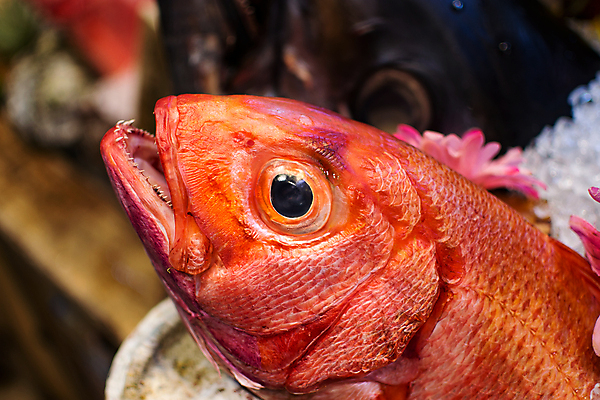 포토 JPG 해외이미지 동물 야생동물 음식 바다 백그라운드 재료 자연 낚시 건강 저울 육류 어류 요리 사람없음 빨간색 컬러풀 머리 일본 얼음 식사 저녁식사 추위 신선 도시 시장 야간 먹기 해산물 날것 고립 길거리음식 이국적 해외포토 자연요소 아시아 컬러 식재료 모션 레저 신체부위 수중동물 생태계 파일형식 이미지허브