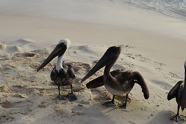 포토 JPG 해외이미지 동물 야생동물 모래 파도 바다 여행 백그라운드 자연 갈매기 조류 하늘 휴가 풍경 사람없음 야외 물 여름 파란색 여행객 봄 회색 흰색 부리 저지 해외포토 자연요소 계절 컬러 사람 생태계 파일형식 이미지허브
