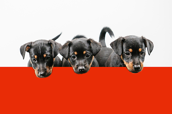 포토 JPG 해외이미지 스튜디오촬영 동물 새끼 백그라운드 생물 털 함께함 실내 3 앉기 사람없음 빨간색 반려동물 갈색 귀여움 검은색 우정 수확 흰색 개 강아지 선탠 작음 눈금 꼬리 경보 고립 기르기 해외포토 컬러 컨셉 농업 포유류 모션 내부 친구 크기 돌봄 파일형식 이미지허브