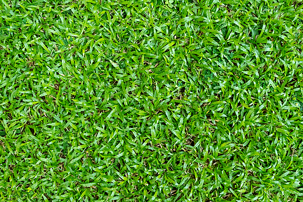 포토 JPG 해외이미지 식물 스포츠 백그라운드 잎 패턴 밭 골프 자연 벽지 놀이 풍경 잔디 사람없음 야외 장식 초록색 환경 정원 축구 경기장 봄 성장 게임 신선 땅 허브 에코 질감 내추럴 땅바닥 생태학 그리너리 해외포토 계절 교육 컬러 무늬 농업 스포츠시설 바닥 구기 생태계 파일형식 트랜드컬러 이미지허브