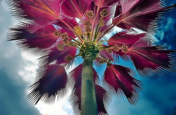 포토 JPG 해외이미지 분홍색 사람없음 야외 야자수 세이셸 야자수잎 해외포토 나무 컬러 잎 아프리카 파일형식 이미지허브